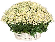 Цветочная композиция из Ромашки в корзине #REPLACE_PRED# Уяре